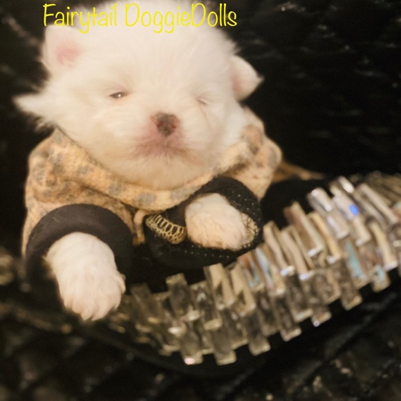 🍼 Teacup ICE WHITE POMS - Picture 5 of 6